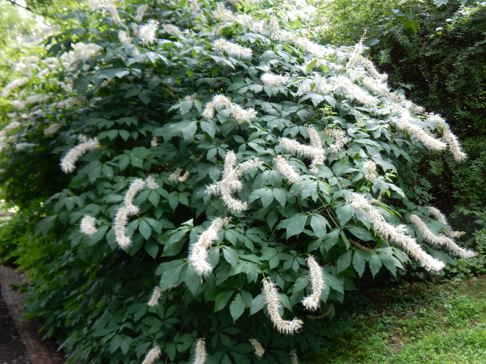 Bottlebrush Buckeye (Aesculus Parviflora) — The Common Horsechestnut (Aesculus hippocastanum) is a stately deciduous tree