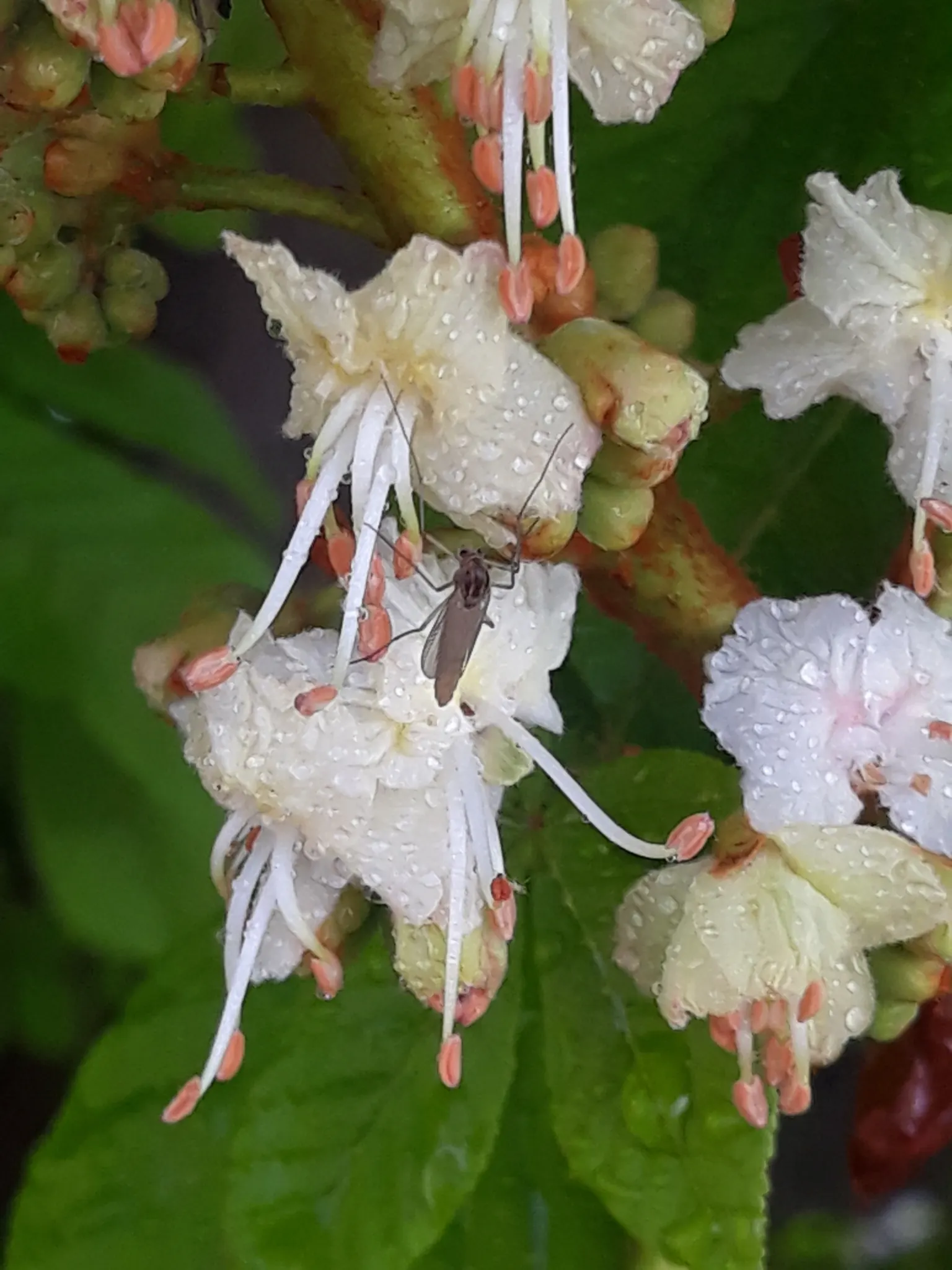 Bottlebrush Buckeye (Aesculus Parviflora) — rise prominently above the foliage; with palmately compound leaves spanning 5 to 12 inches in length