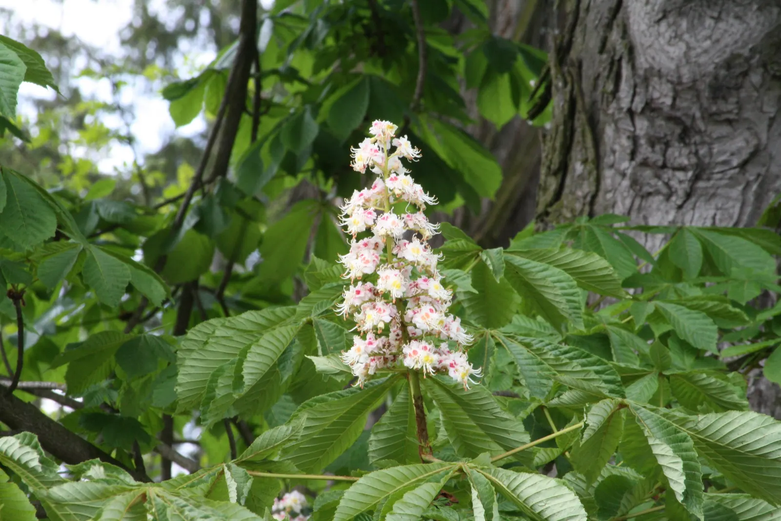 Bottlebrush Buckeye (Aesculus Parviflora) — adorned with subtle splashes of red or yellow; offers dense shade and produces spiny fruits, image 81