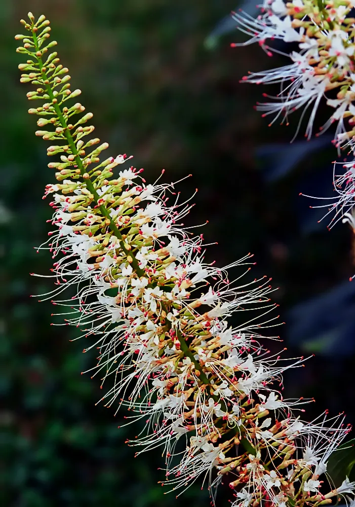 Bottlebrush Buckeye (Aesculus Parviflora) — the Horsechestnut commands attention with its splendid floral display; brown seeds commonly termed, image 79