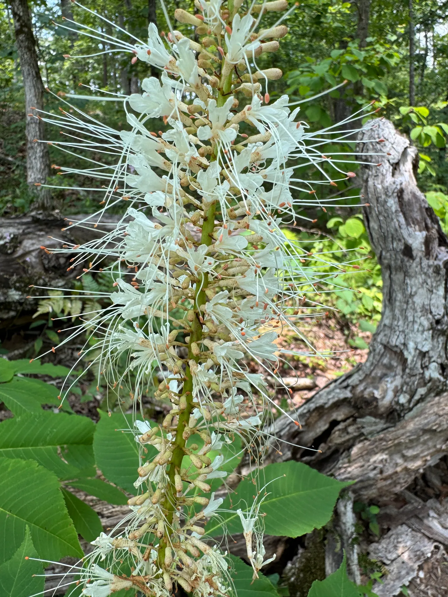 Bottlebrush Buckeye (Aesculus Parviflora) — Recognized for its showy, pyramid-shaped clusters of white flowers with red spots, it blooms in late spring; erect
