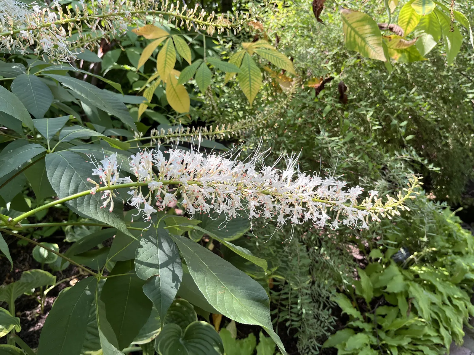 Bottlebrush Buckeye (Aesculus Parviflora) — the tree produces its namesake fruit: a prickly green capsule containing one to two shiny; when designing with this