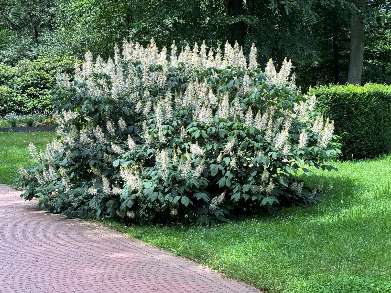 Bottlebrush Buckeye (Aesculus Parviflora) — shrub with white blooms; reaching lengths of up to 12 inches, image 92