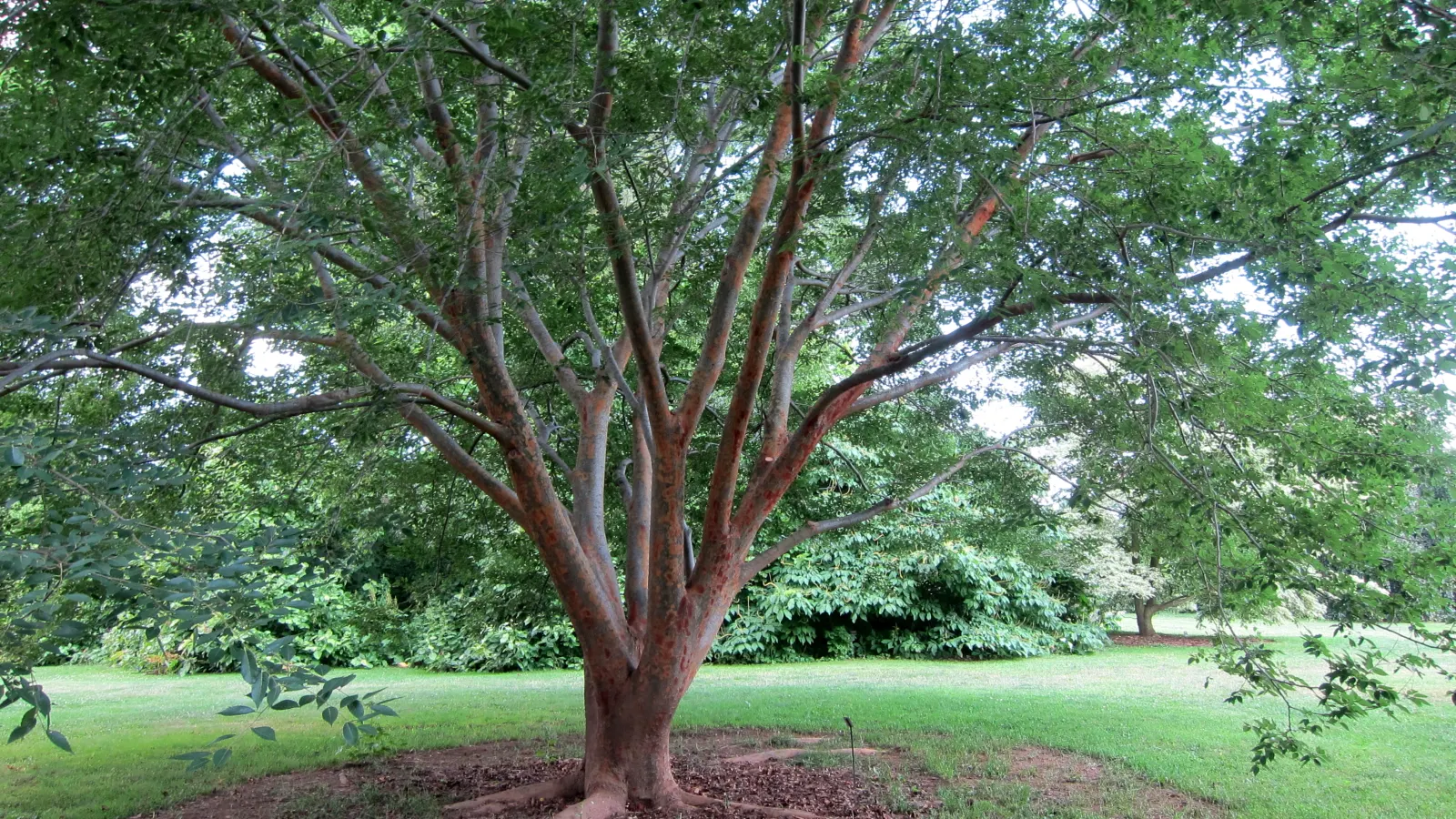 Bottlebrush Buckeye (Aesculus Parviflora) — Each dark green, glossy leaf comprises 5 to 7 leaflets, which create a dynamic texture in the landscape; growing to