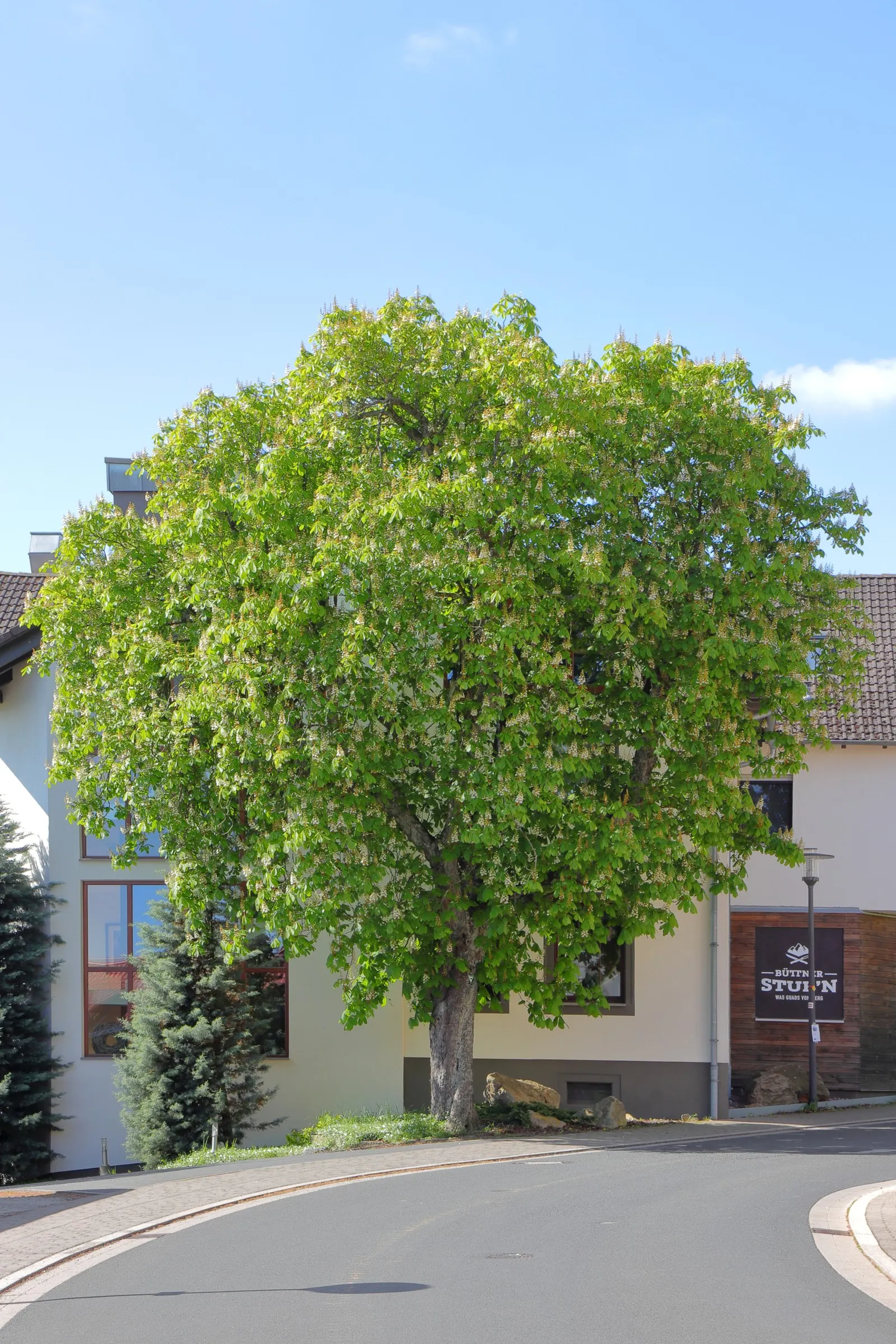 Bottlebrush Buckeye (Aesculus Parviflora) — Each dark green, glossy leaf comprises 5 to 7 leaflets, which create a dynamic texture in the landscape