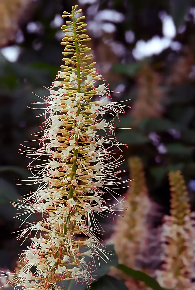 Bottlebrush Buckeye (Aesculus Parviflora) — making it an excellent choice for accentuating the design of expansive gardens and parks