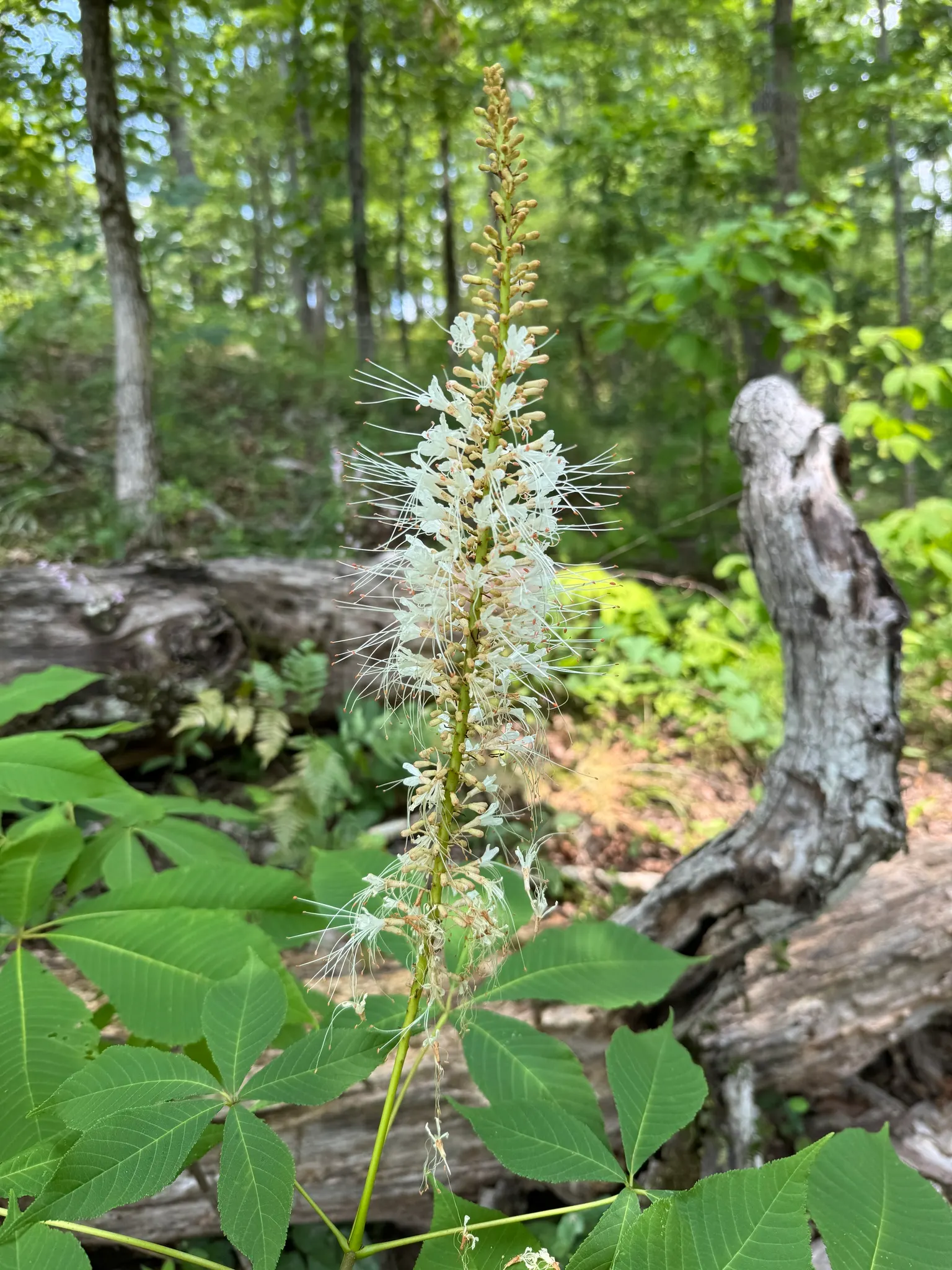 Bottlebrush Buckeye (Aesculus Parviflora) — consider its mature size and make allowances for adequate space to accommodate its impressive growth