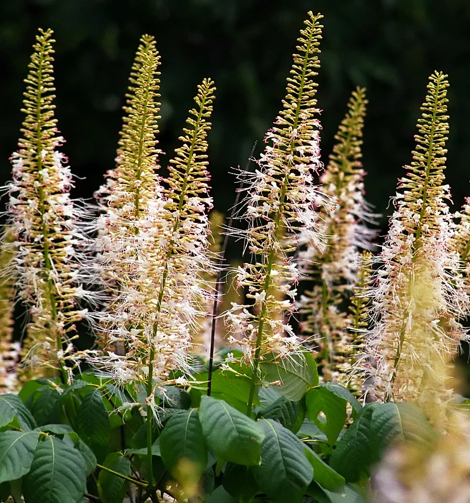 Bottlebrush Buckeye (Aesculus Parviflora) — It tolerates urban pollution fairly well, making it a resilient choice for cityscapes as well; they add, image 88