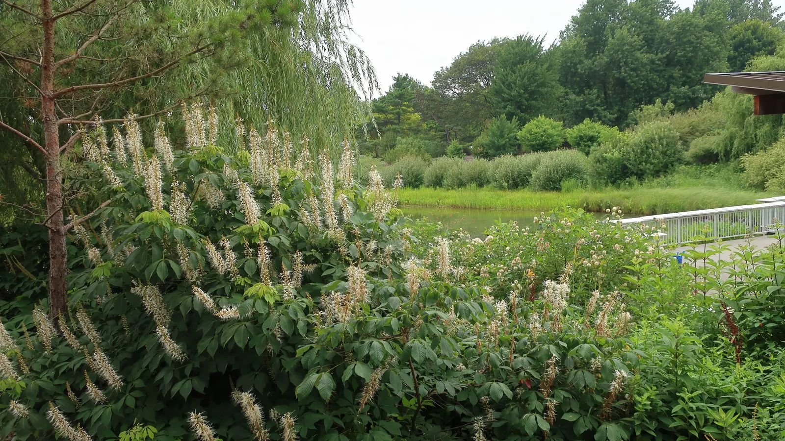 Bottlebrush Buckeye (Aesculus Parviflora) — the Horsechestnut commands attention with its splendid floral display; brown seeds commonly termed "conkers." While
