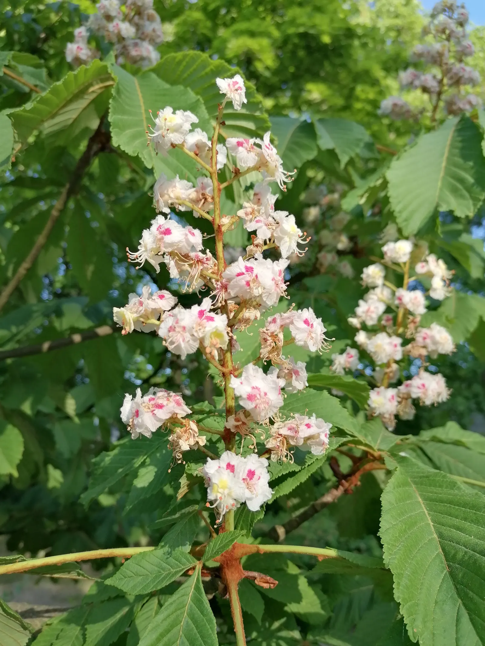 Bottlebrush Buckeye (Aesculus Parviflora) — Offers dense shade and produces spiny fruits; zones 3-8, with moderate growth rate, image 68