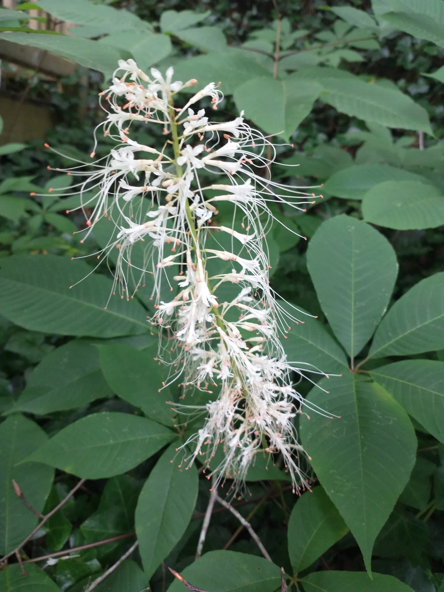 Bottlebrush Buckeye (Aesculus Parviflora) — demonstrating a commanding