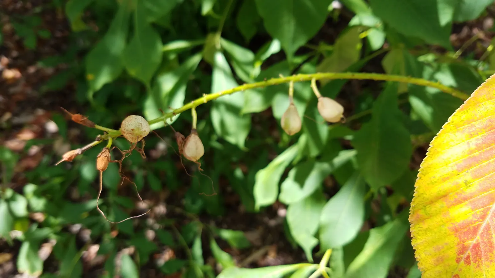 Bottlebrush Buckeye (Aesculus Parviflora) — reaching lengths of up to 12 inches; rise prominently above the foliage