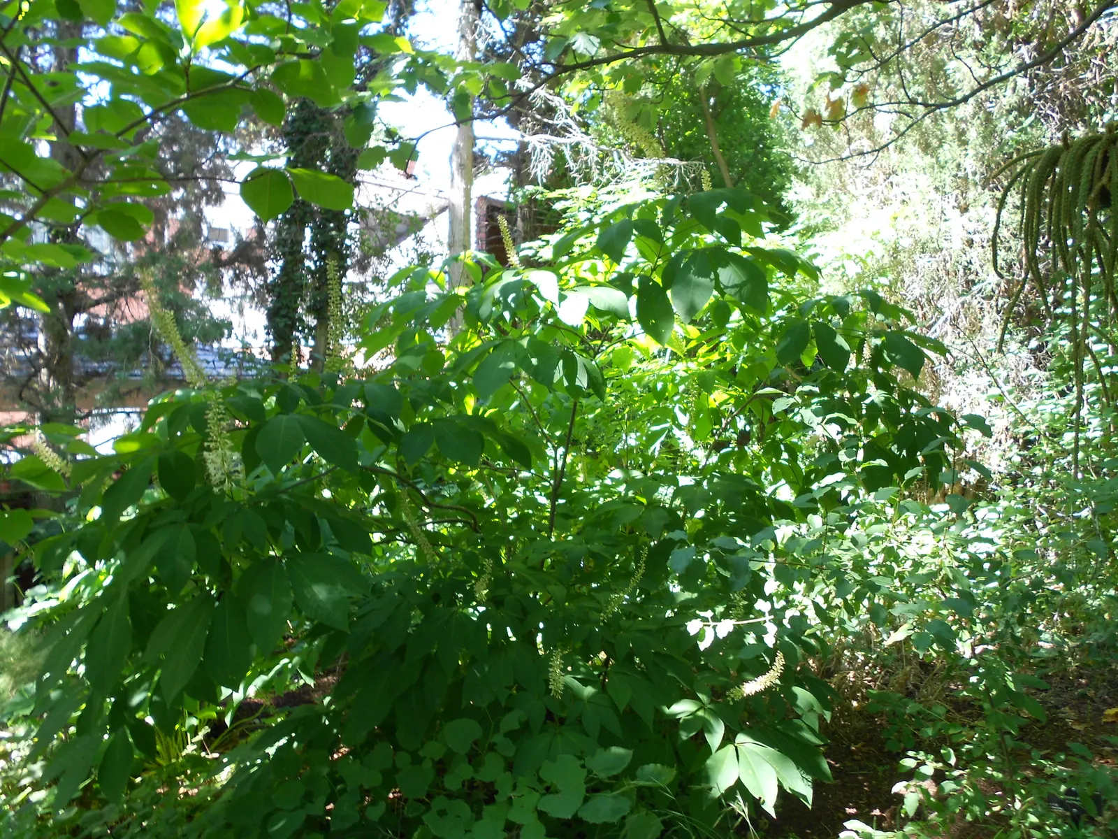 Bottlebrush Buckeye (Aesculus Parviflora) — Ideal as a specimen tree for large spaces; this foliage provides a visual treat by turning a rich, image 69