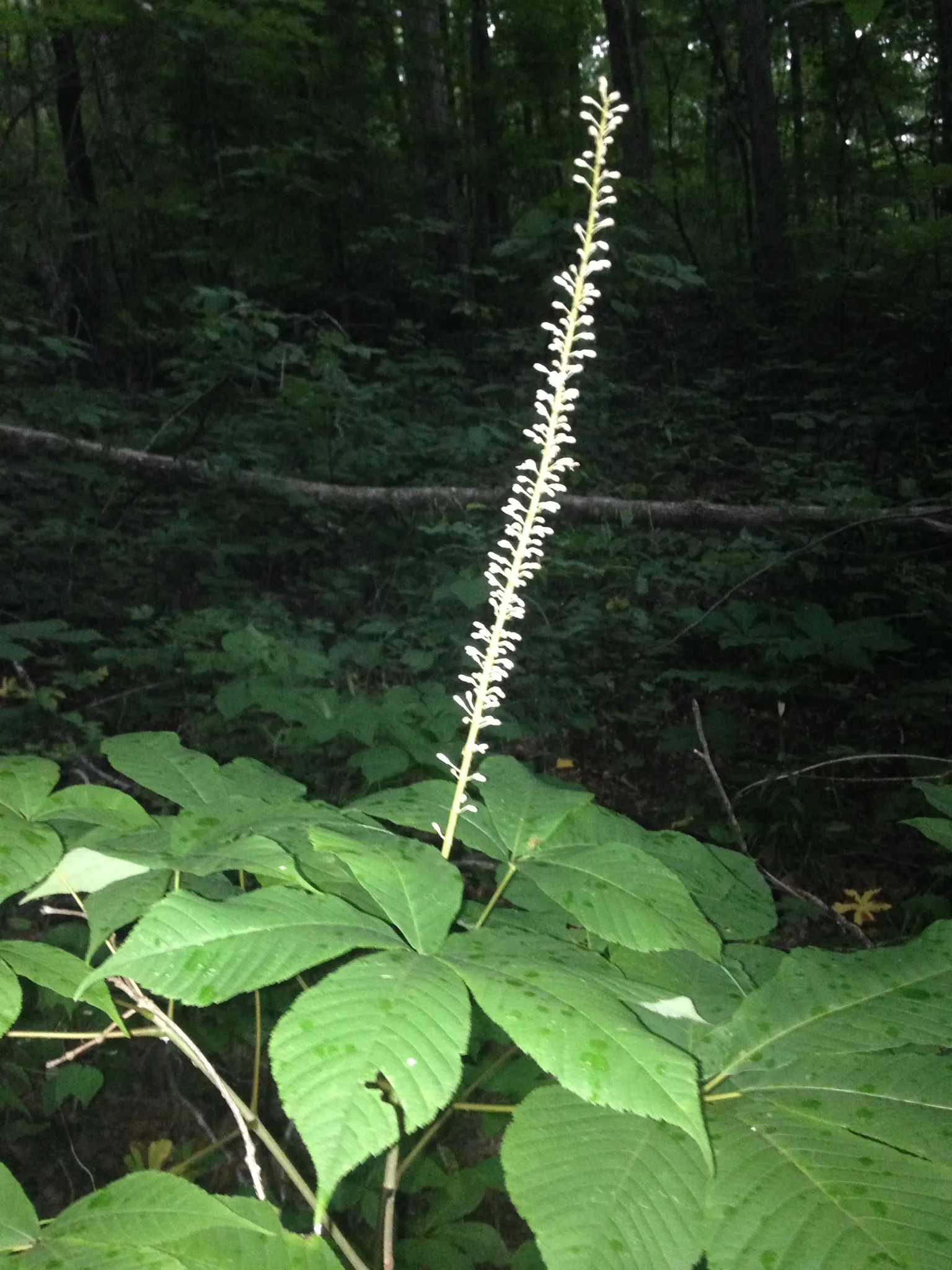 Bottlebrush Buckeye (Aesculus Parviflora) — broad and rounded crown.<br><br>The tree is renowned for its striking foliage; adorned with subtle, image 74