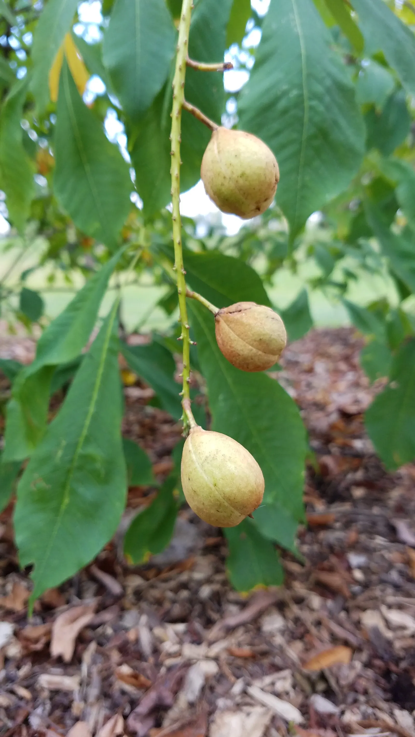 Bottlebrush Buckeye (Aesculus Parviflora) — When designing with this species; shrub for full, image 89