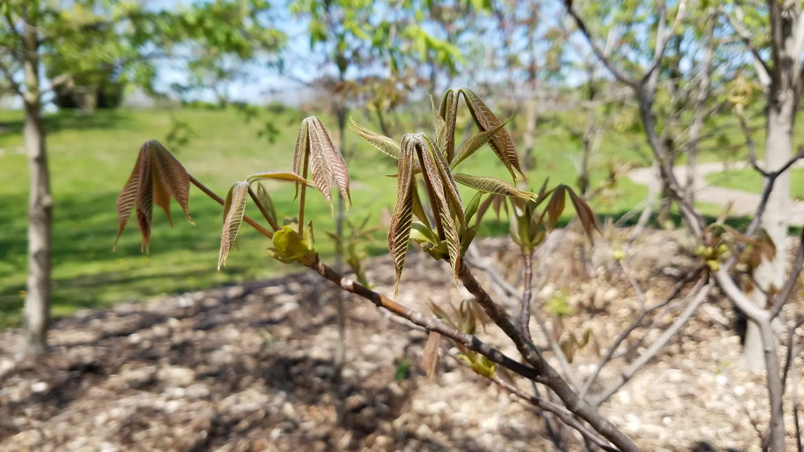 Bottlebrush Buckeye (Aesculus Parviflora) — reaching lengths of up to 12 inches