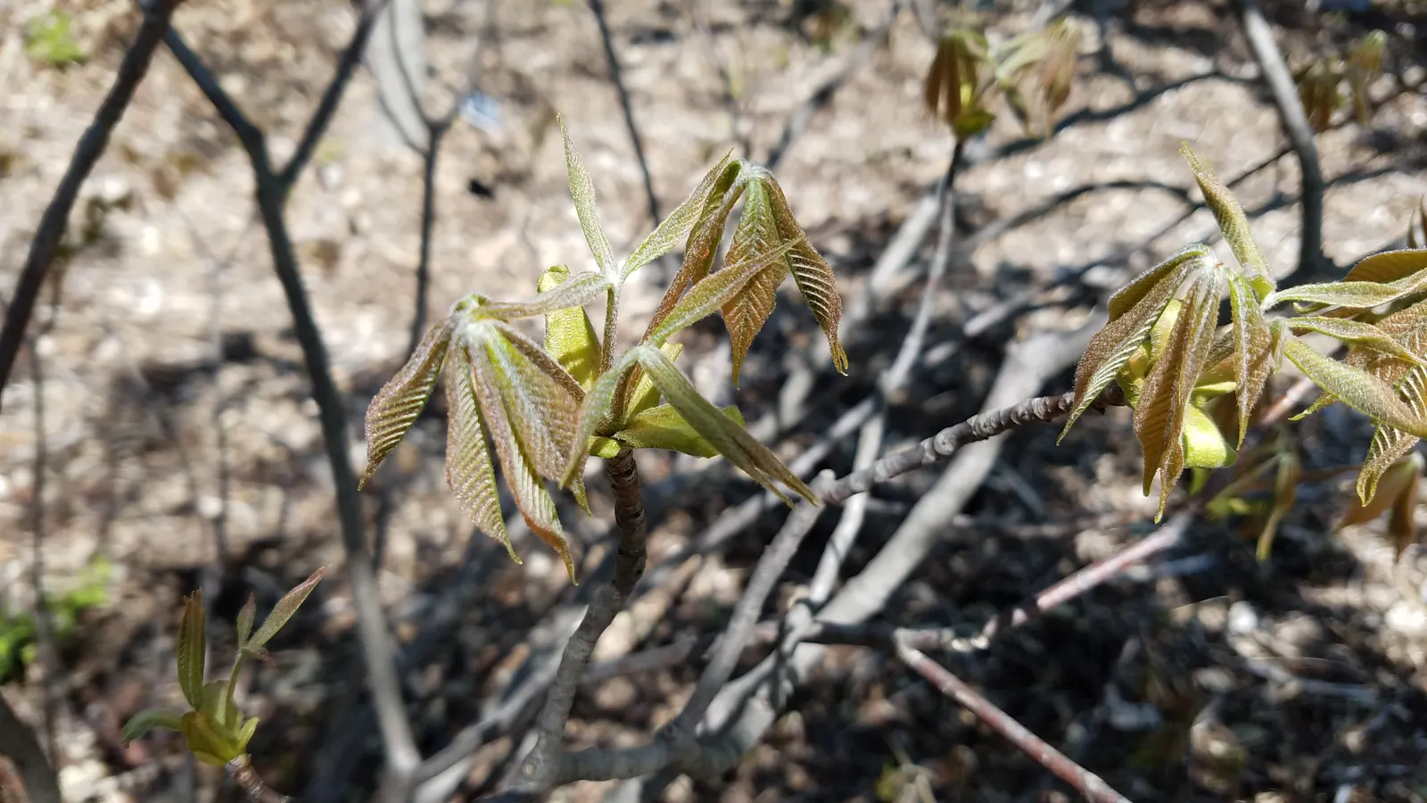 Bottlebrush Buckeye (Aesculus Parviflora) — with palmately compound leaves spanning 5 to 12 inches in length; it tolerates urban pollution fairly well, making