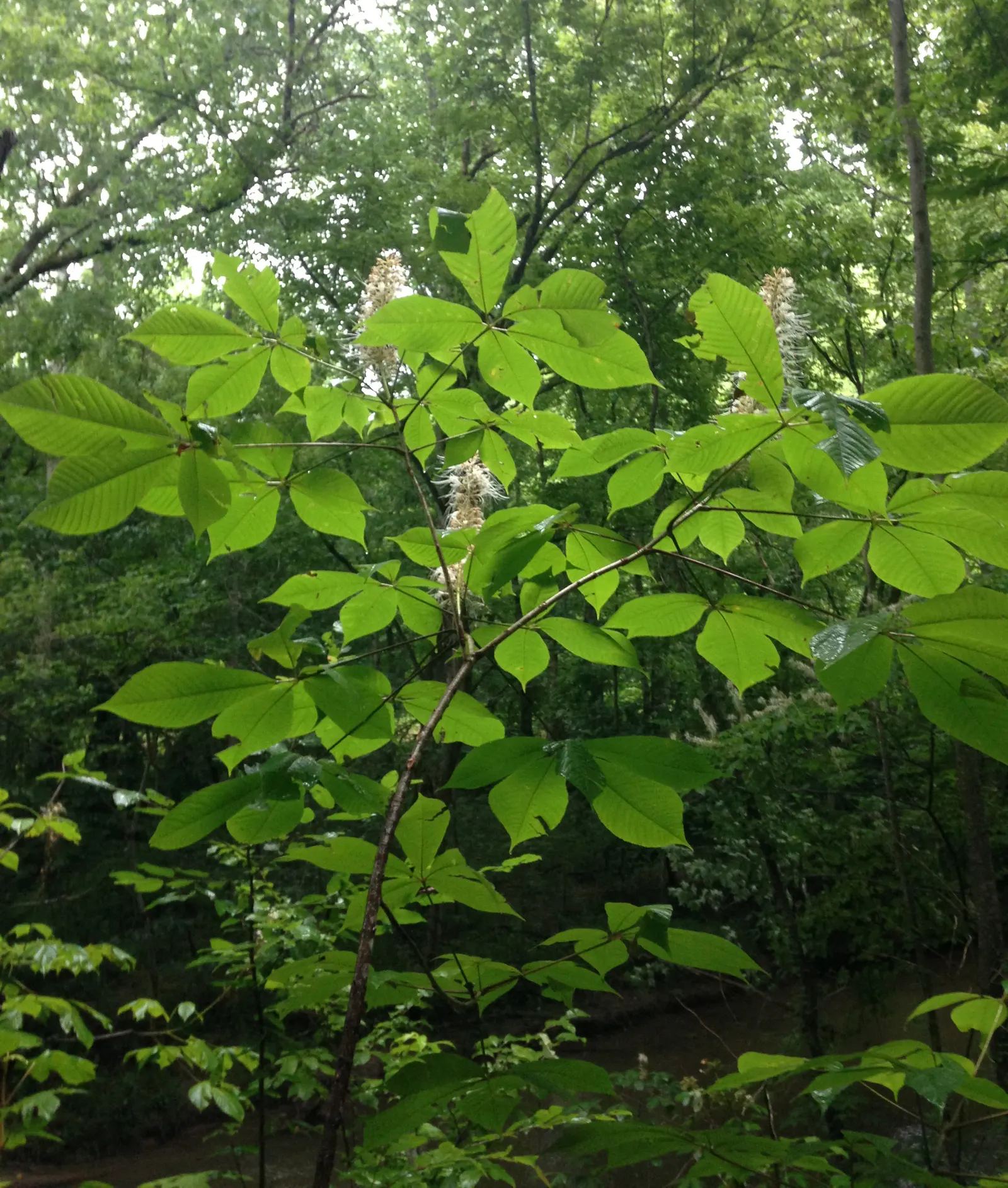 Bottlebrush Buckeye (Aesculus Parviflora) — with palmately compound leaves spanning 5 to 12 inches in length