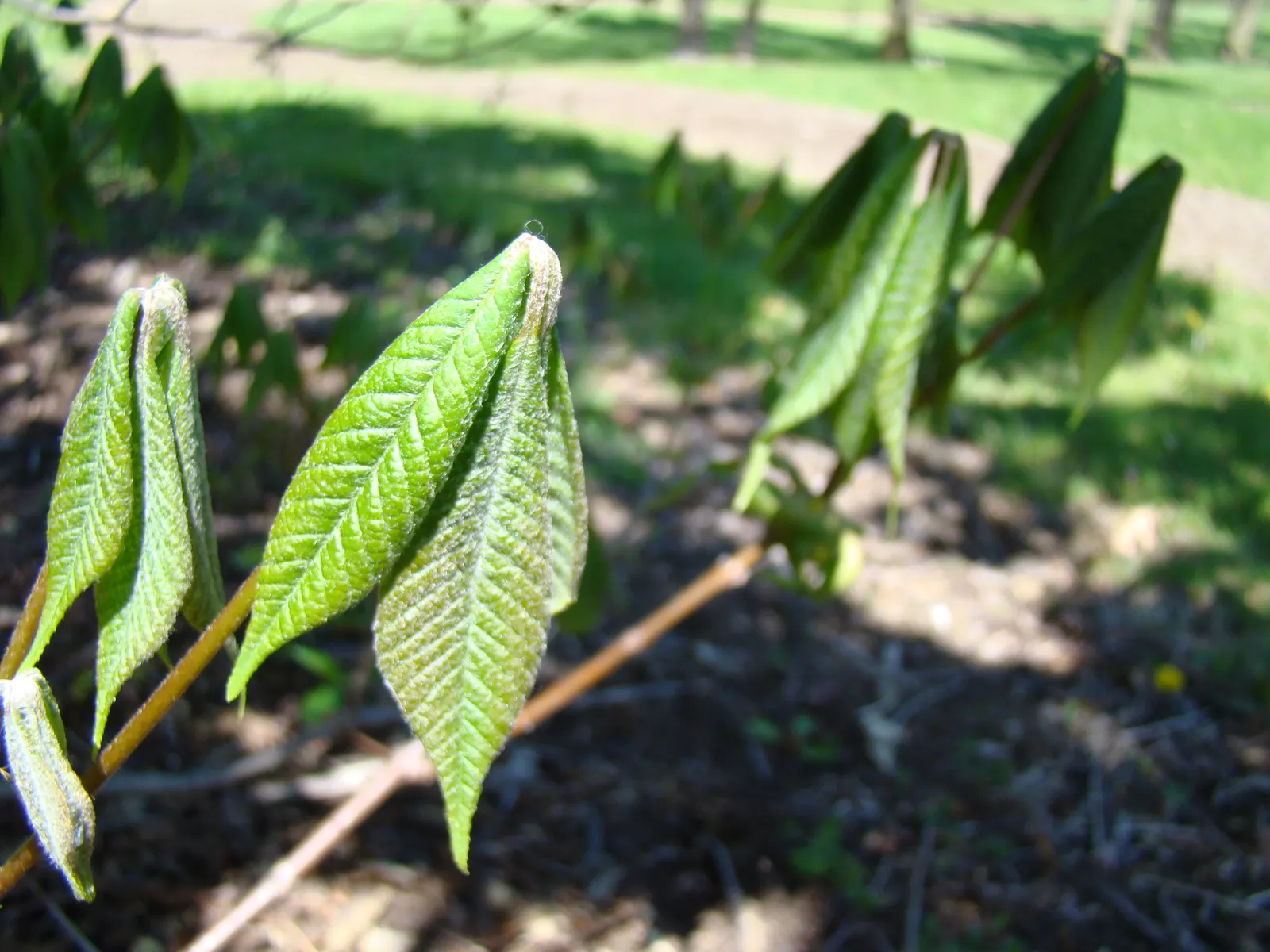 Bottlebrush Buckeye (Aesculus Parviflora) — white flowers in the garden