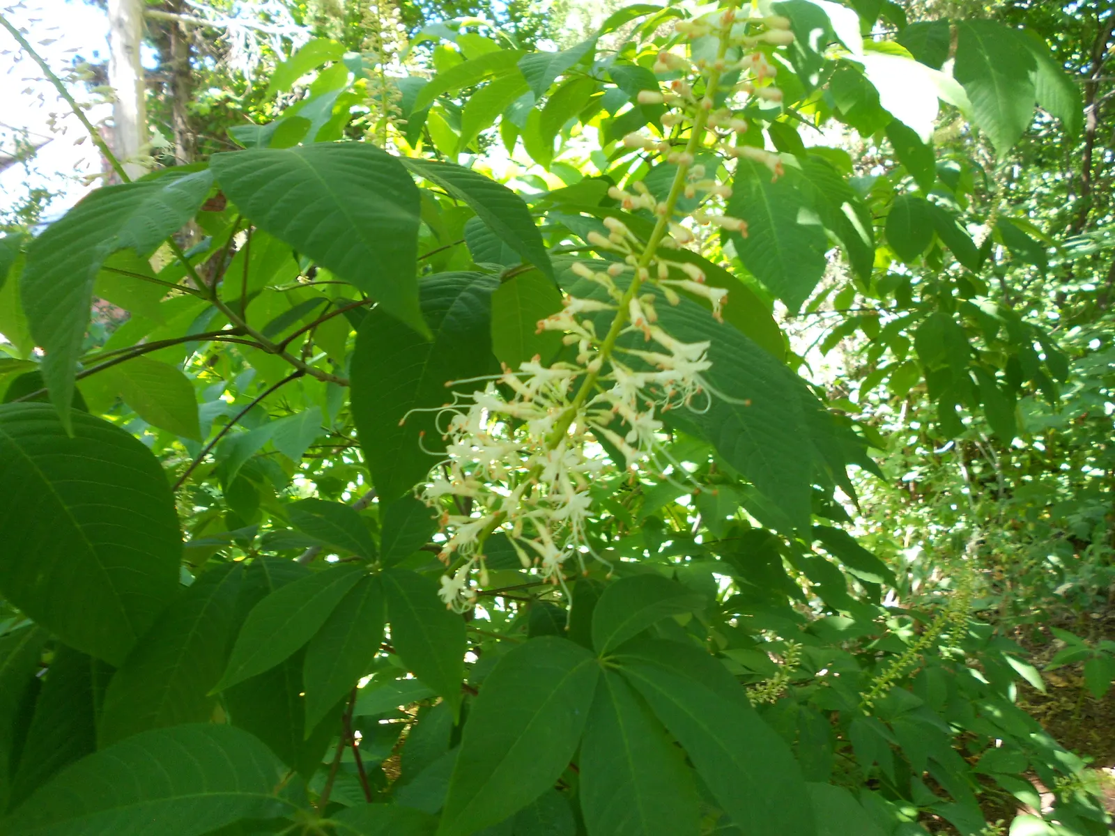 Bottlebrush Buckeye (Aesculus Parviflora) — demonstrating a commanding; broad and rounded crown.<br><br>The tree is renowned for its striking, image 73