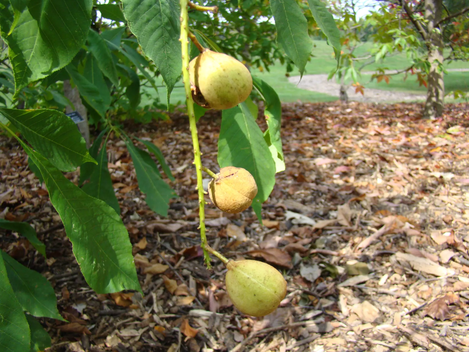 Bottlebrush Buckeye (Aesculus Parviflora) — growing to 50-75 feet tall with a similar spread; demonstrating a commanding