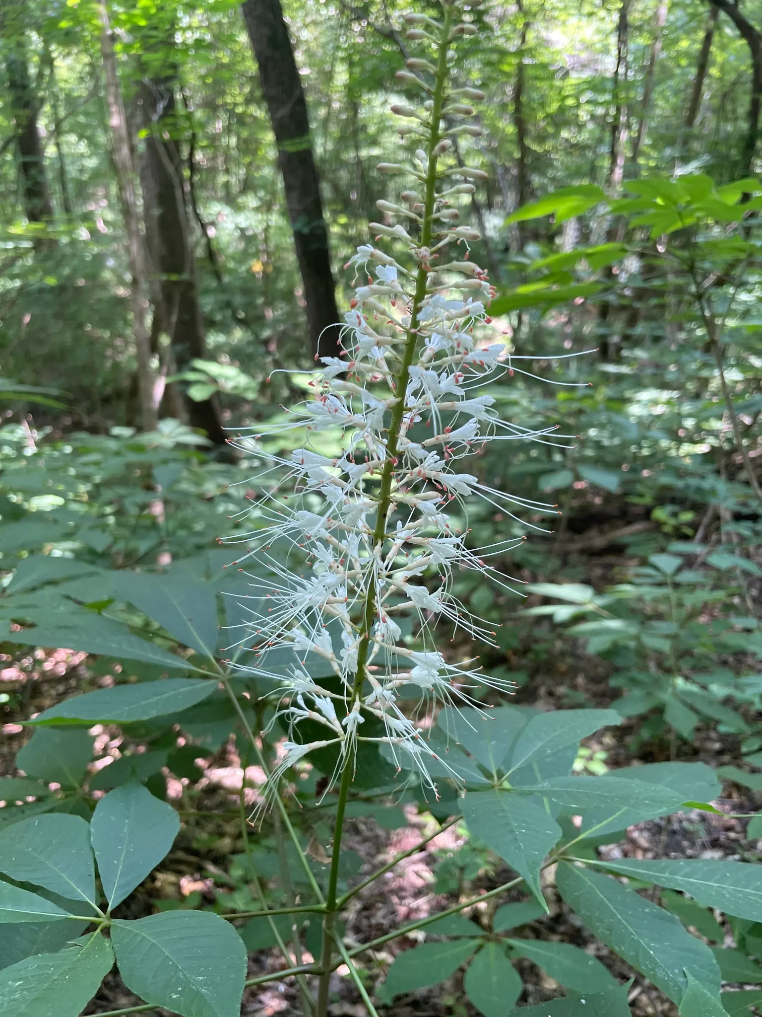 Bottlebrush Buckeye (Aesculus Parviflora) — Offers dense shade and produces spiny fruits