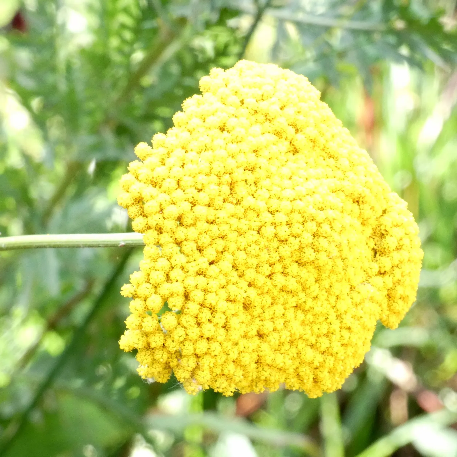 Moonshine Yarrow (Achillea Filipendulina 'Cloth Of Gold') — flat-topped golden-yellow flower clusters