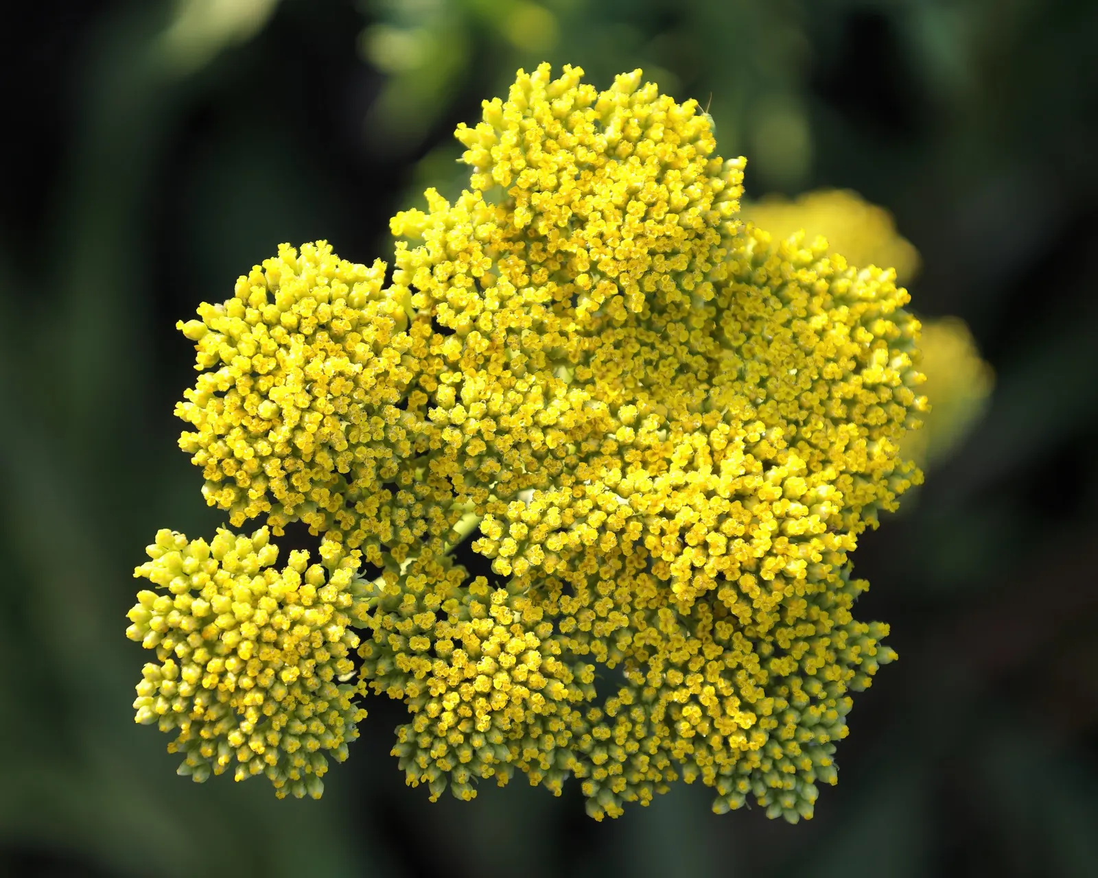 Moonshine Yarrow (Achillea Filipendulina 'Cloth Of Gold') — is a perennial herb with lacy