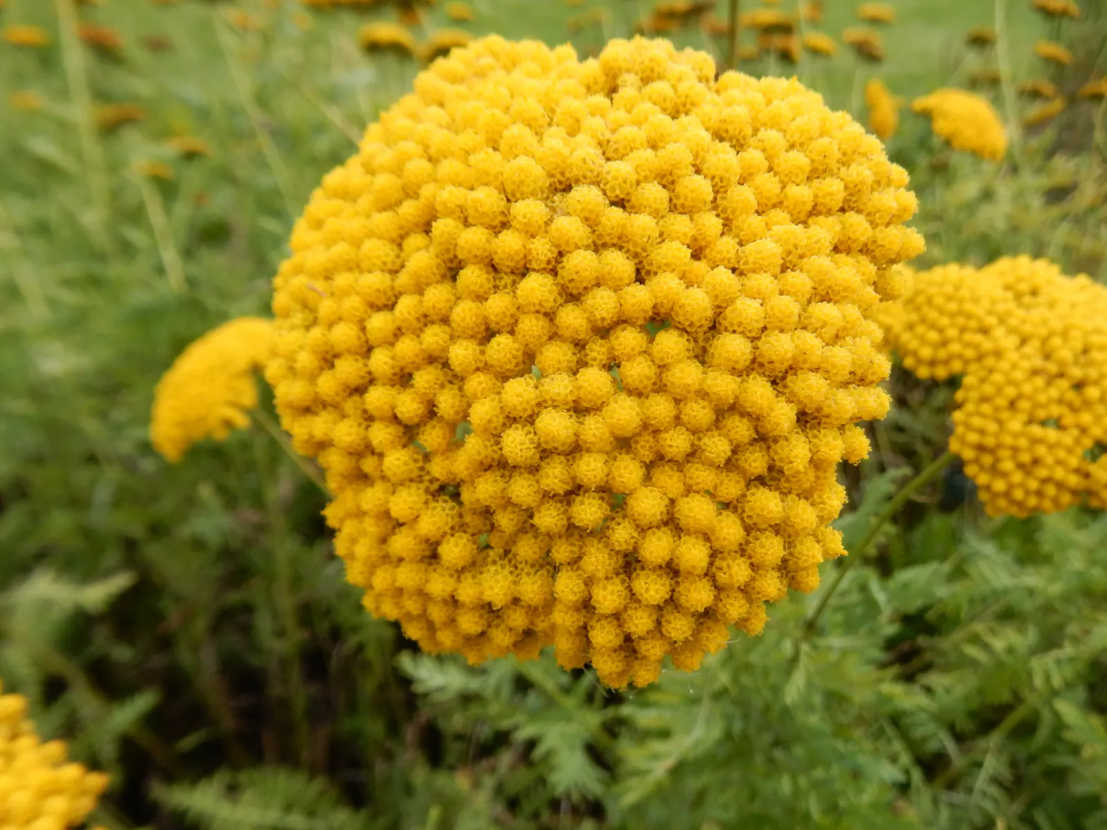Moonshine Yarrow (Achillea Filipendulina 'Cloth Of Gold') — commonly known as Moonshine Yarrow