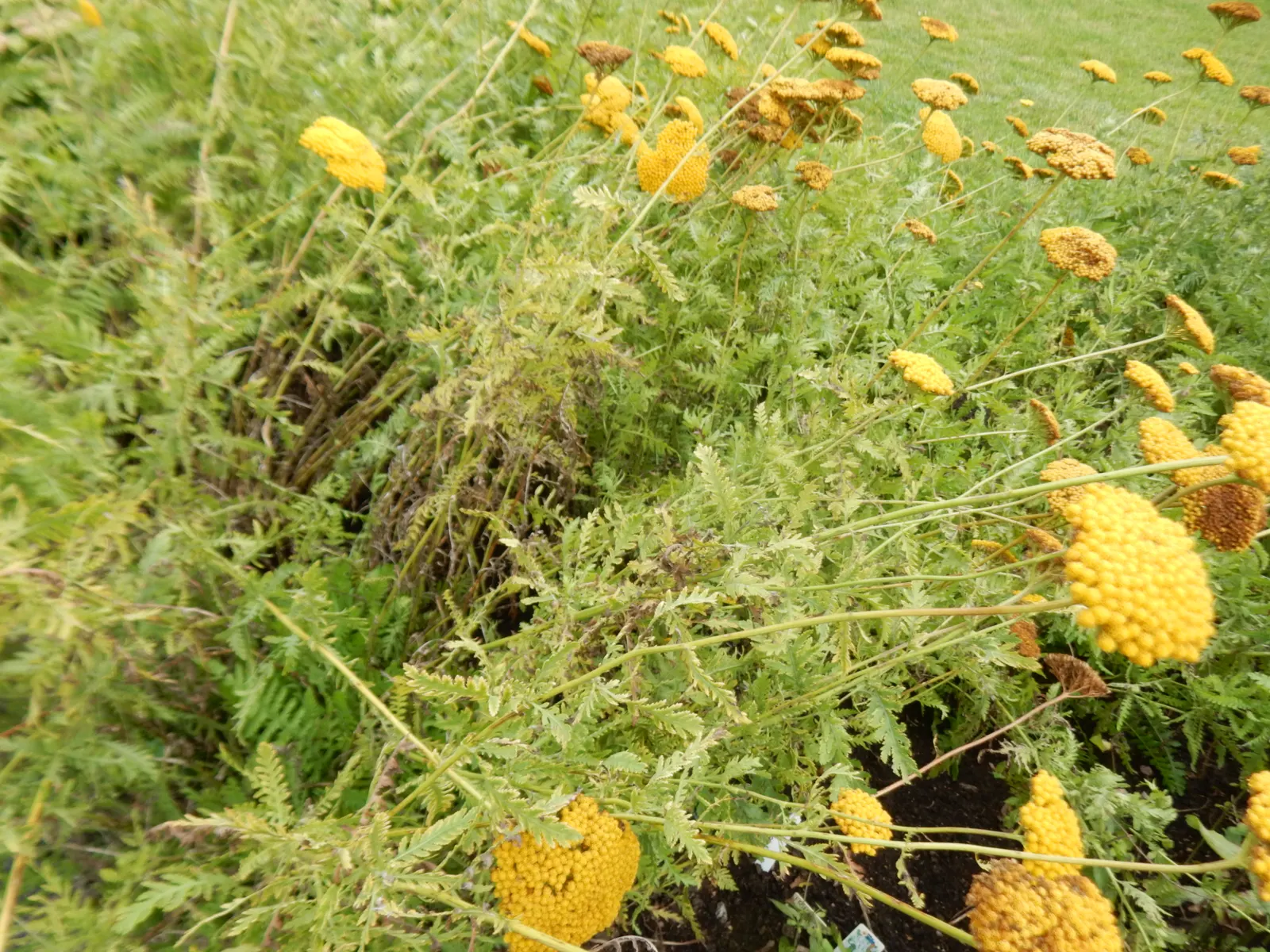 Moonshine Yarrow (Achillea Filipendulina 'Cloth Of Gold') — Growing 3-4 feet tall and spreading 2-3 feet wide