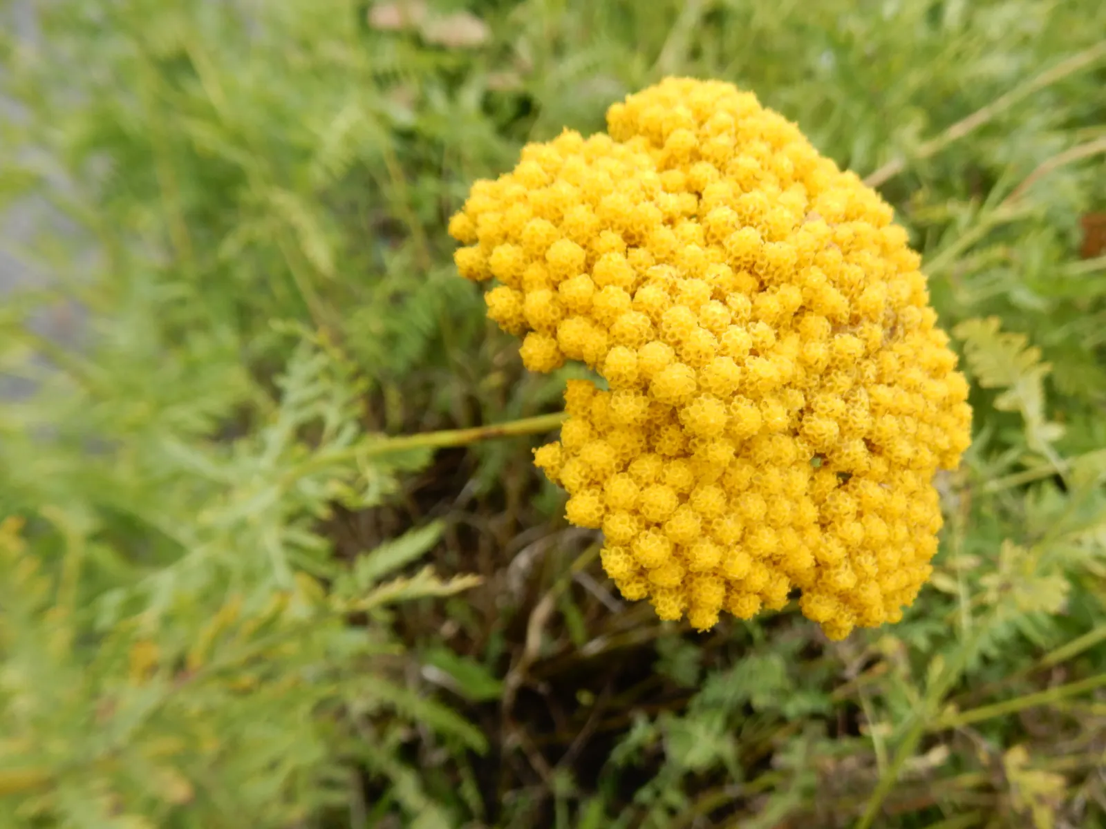 Moonshine Yarrow (Achillea Filipendulina 'Cloth Of Gold') — this drought-tolerant plant thrives in full sun and well-drained soil