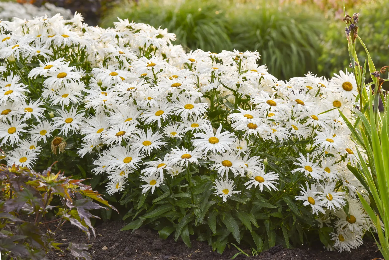 'Spun Silk' Shasta Daisy (Leucanthemum superbum) — The Leucanthemum superbum 'Spun Silk' is an upright Shasta Daisy with graceful 3.5-inch white blooms
