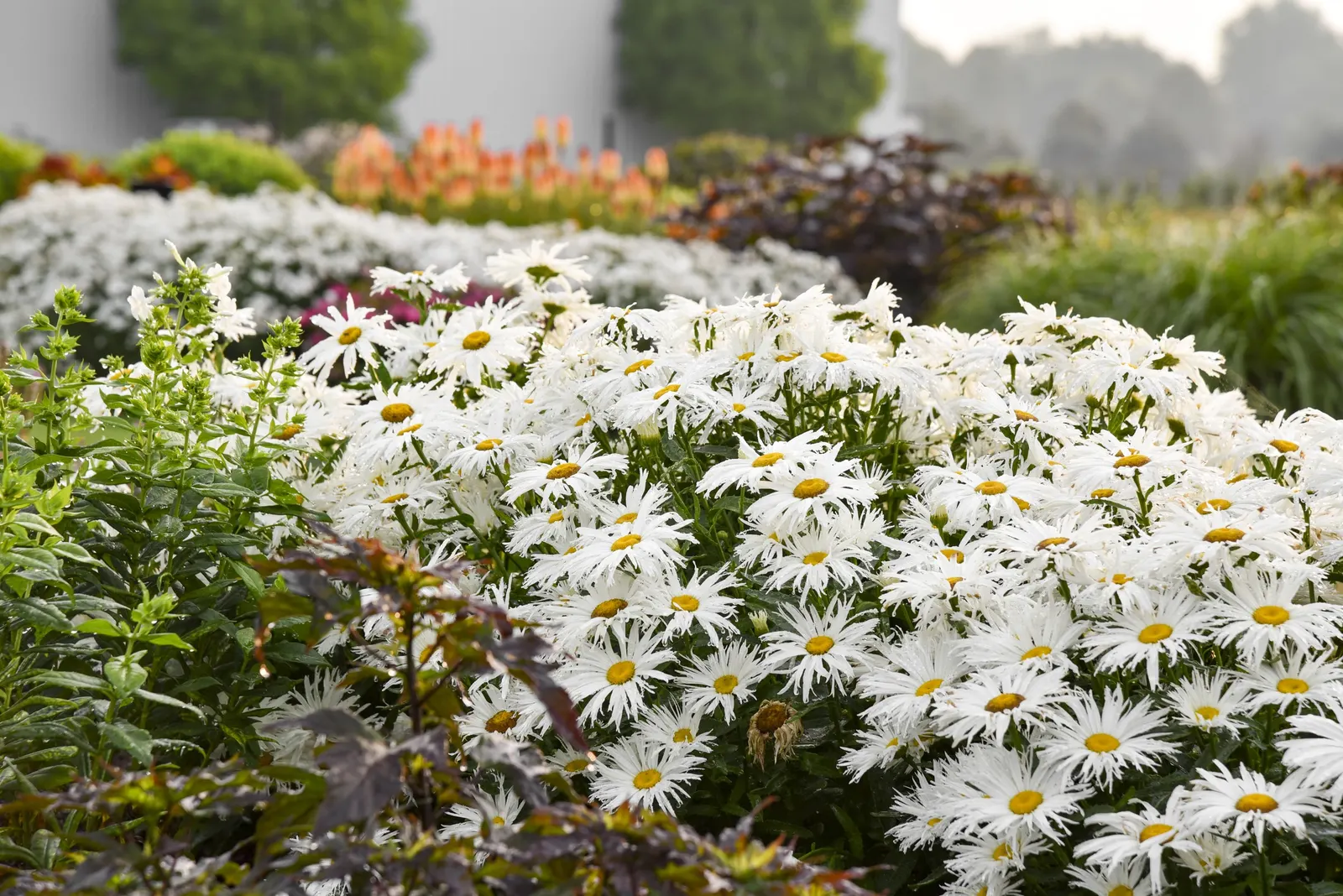 'Spun Silk' Shasta Daisy (Leucanthemum superbum) — Summer flowers attract bees and butterflies