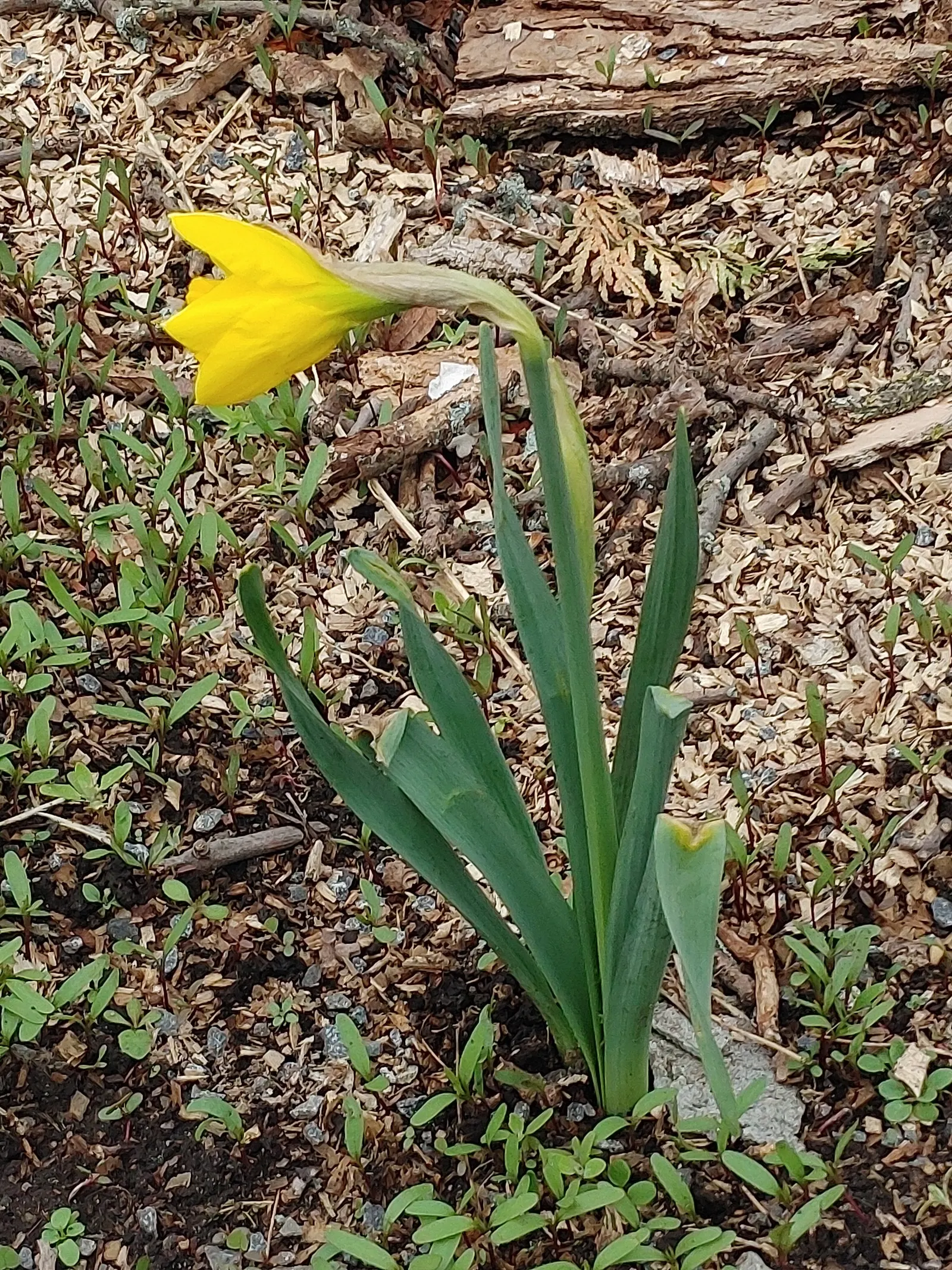 Yellow Dutch Master Daffodil (Narcissus 'Dutch Masters') — These vibrant yellow flowers stand atop sturdy stems reaching heights of about 16-18 inches