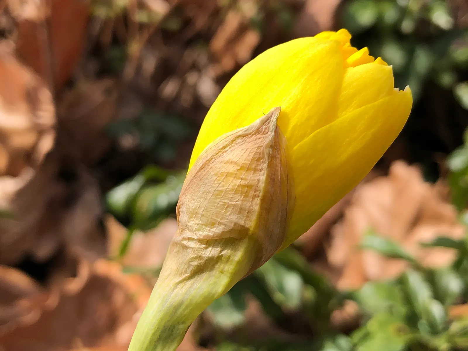Yellow Dutch Master Daffodil (Narcissus 'Dutch Masters') — This daffodil requires full to partial sun exposure
