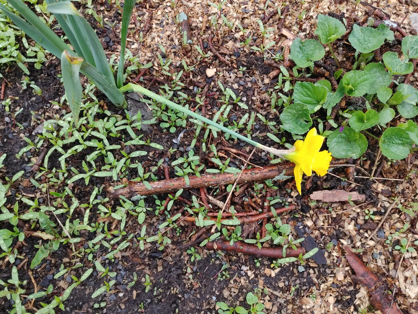 Yellow Dutch Master Daffodil (Narcissus 'Dutch Masters') — bearing vibrant golden-yellow blossoms