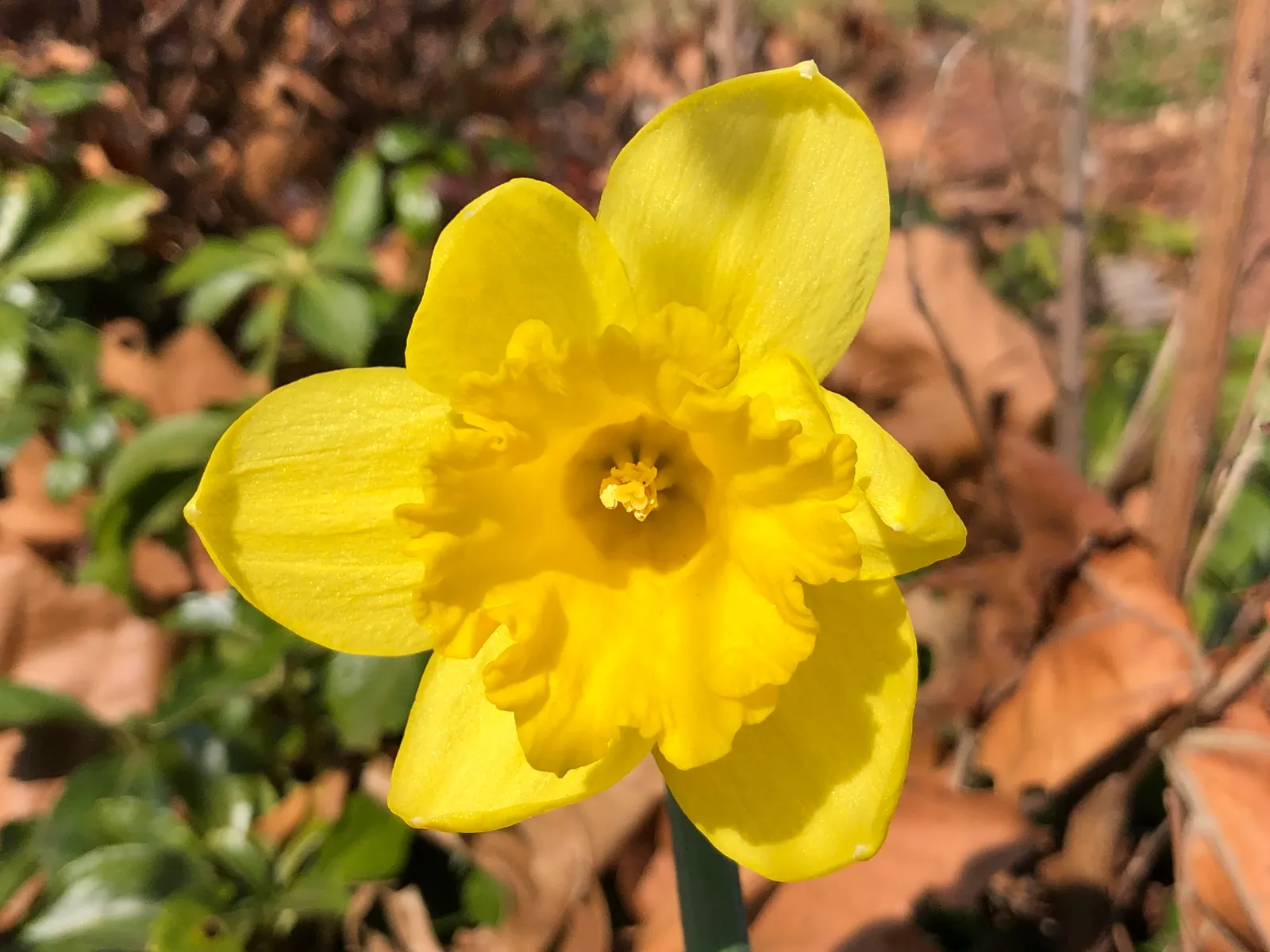 Yellow Dutch Master Daffodil (Narcissus 'Dutch Masters') — and naturalizing in grassy areas