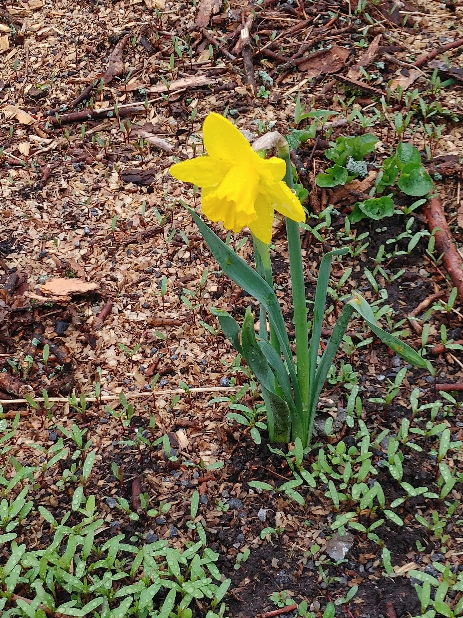 Yellow Dutch Master Daffodil (Narcissus 'Dutch Masters') — named for the prominent trumpet-shaped coronas that extend from the center of each flower