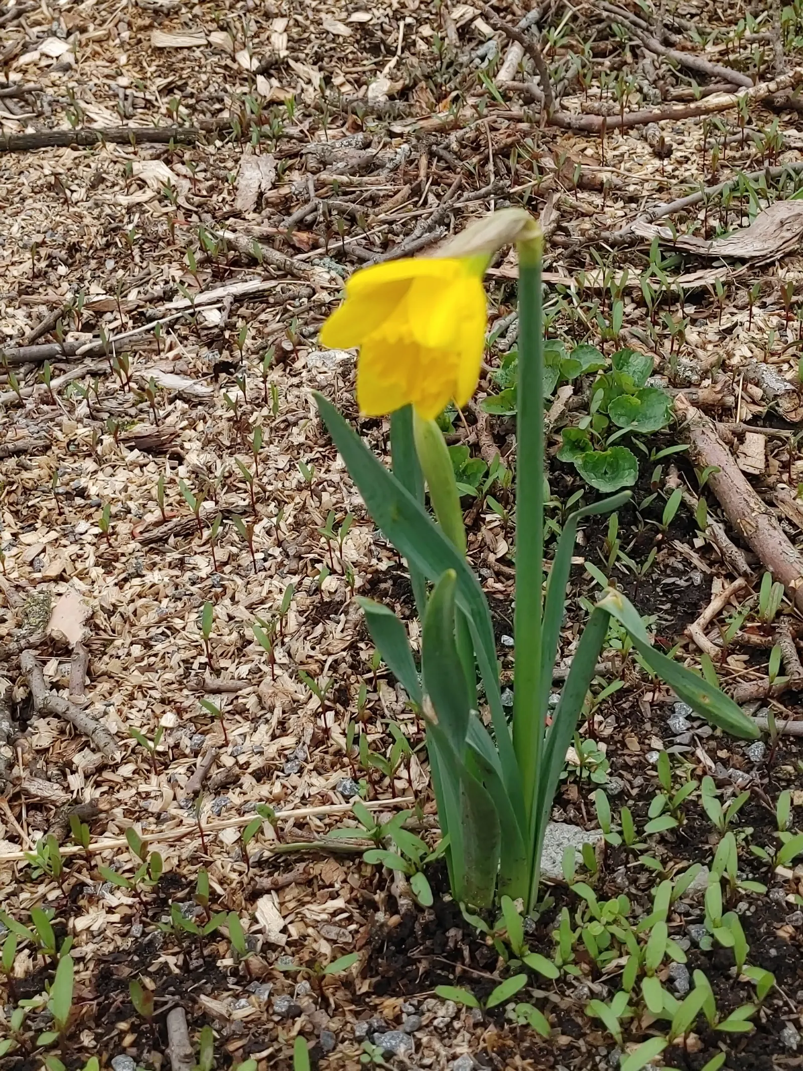Yellow Dutch Master Daffodil (Narcissus 'Dutch Masters') — scientifically recognized as Narcissus 'Dutch Master'
