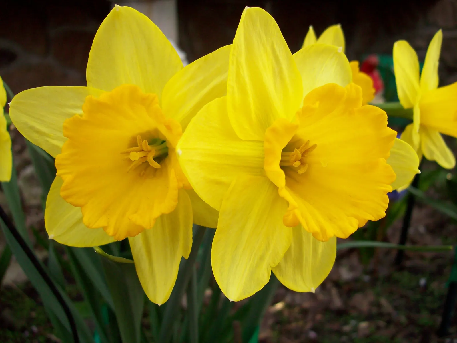 Yellow Dutch Master Daffodil (Narcissus 'Dutch Masters') — upright stems that reach an average height of 16 to 18 inches