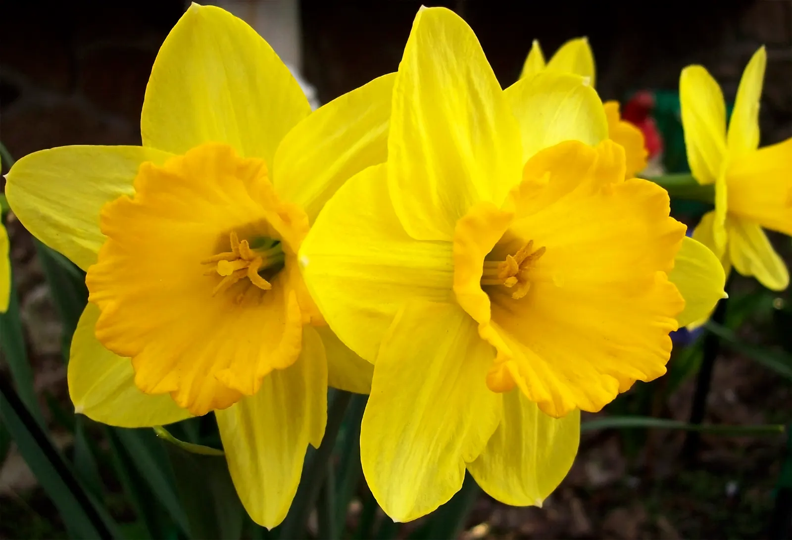 Yellow Dutch Master Daffodil (Narcissus 'Dutch Masters') — Preferring full sun to partial shade, they are hardy in Zones 3-8