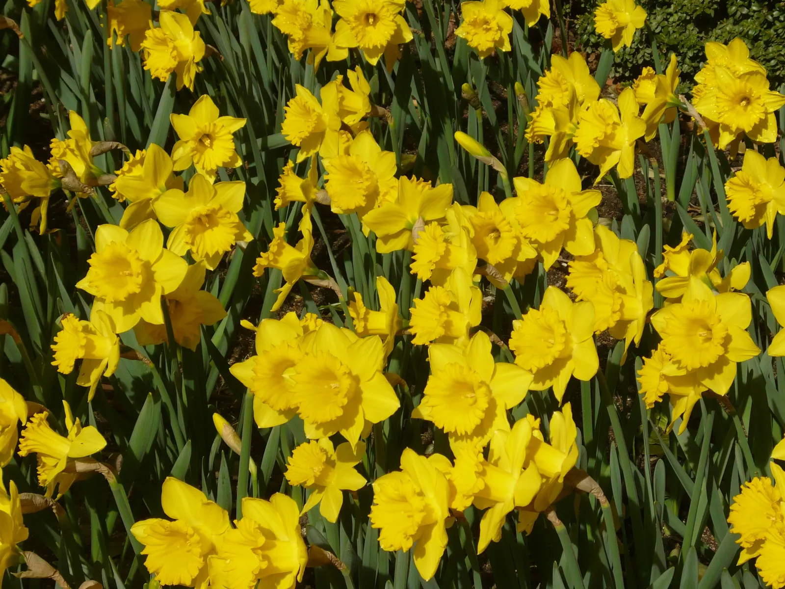 Yellow Dutch Master Daffodil (Narcissus 'Dutch Masters') — This esteemed cultivar belongs to the Trumpet Daffodil group