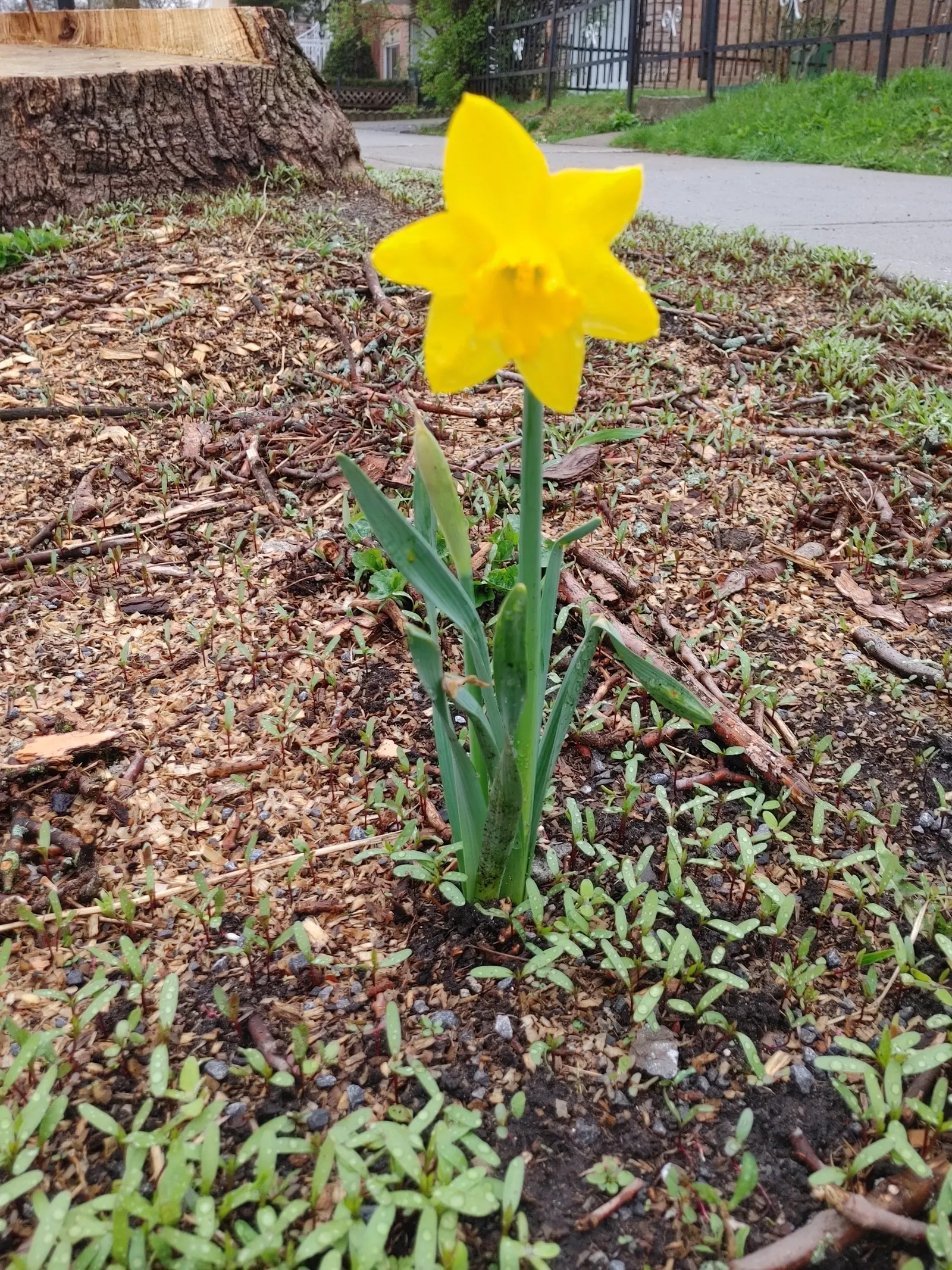 Yellow Dutch Master Daffodil (Narcissus 'Dutch Masters') — offering dazzling displays when planted in clusters