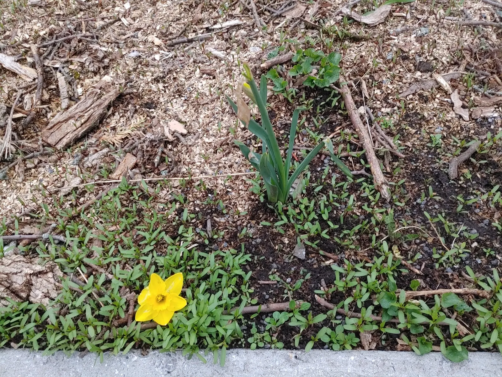 Yellow Dutch Master Daffodil (Narcissus 'Dutch Masters') — They bloom in early to mid-spring