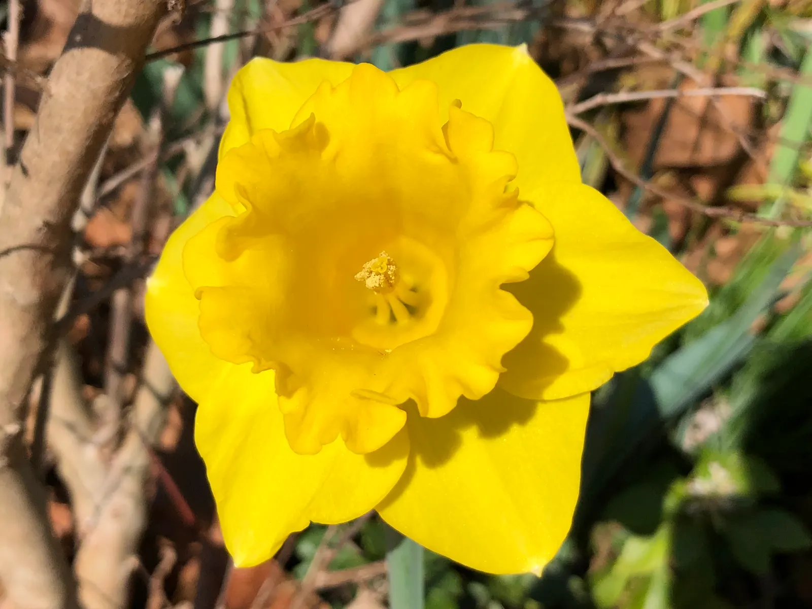 Yellow Dutch Master Daffodil (Narcissus 'Dutch Masters') — They thrive in USDA Hardiness Zones 3 through 8 and prefer well-drained soils with medium moisture