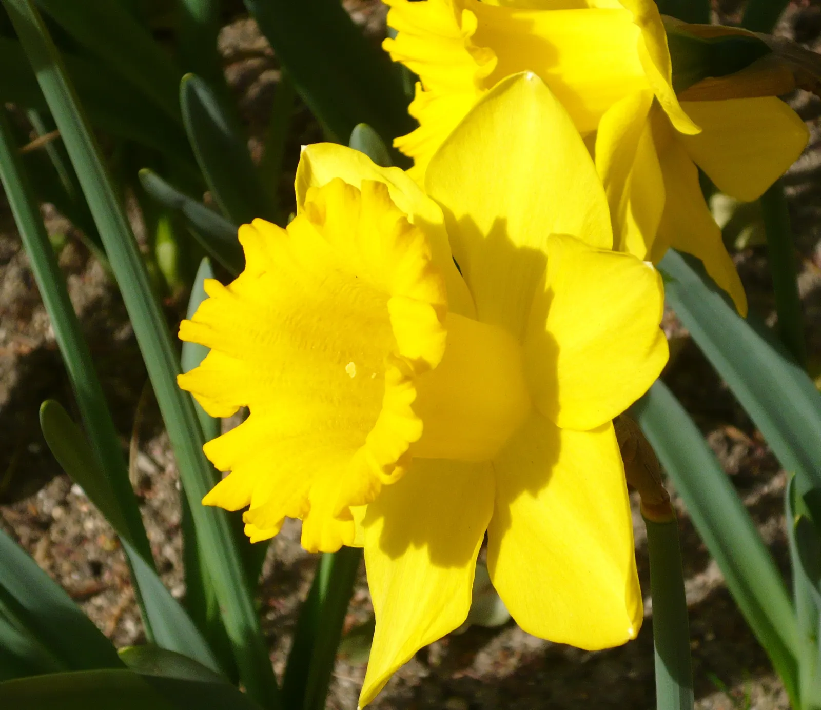 Yellow Dutch Master Daffodil (Narcissus 'Dutch Masters') — approximately 4 inches in diameter
