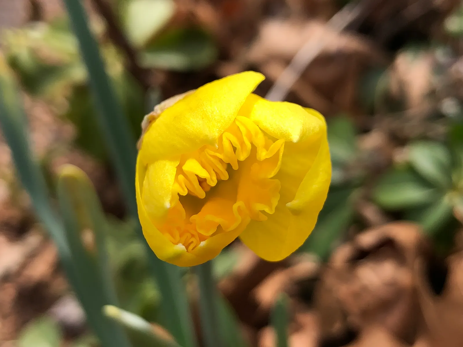 Yellow Dutch Master Daffodil (Narcissus 'Dutch Masters') — the 'Dutch Master' is ideal for mass plantings