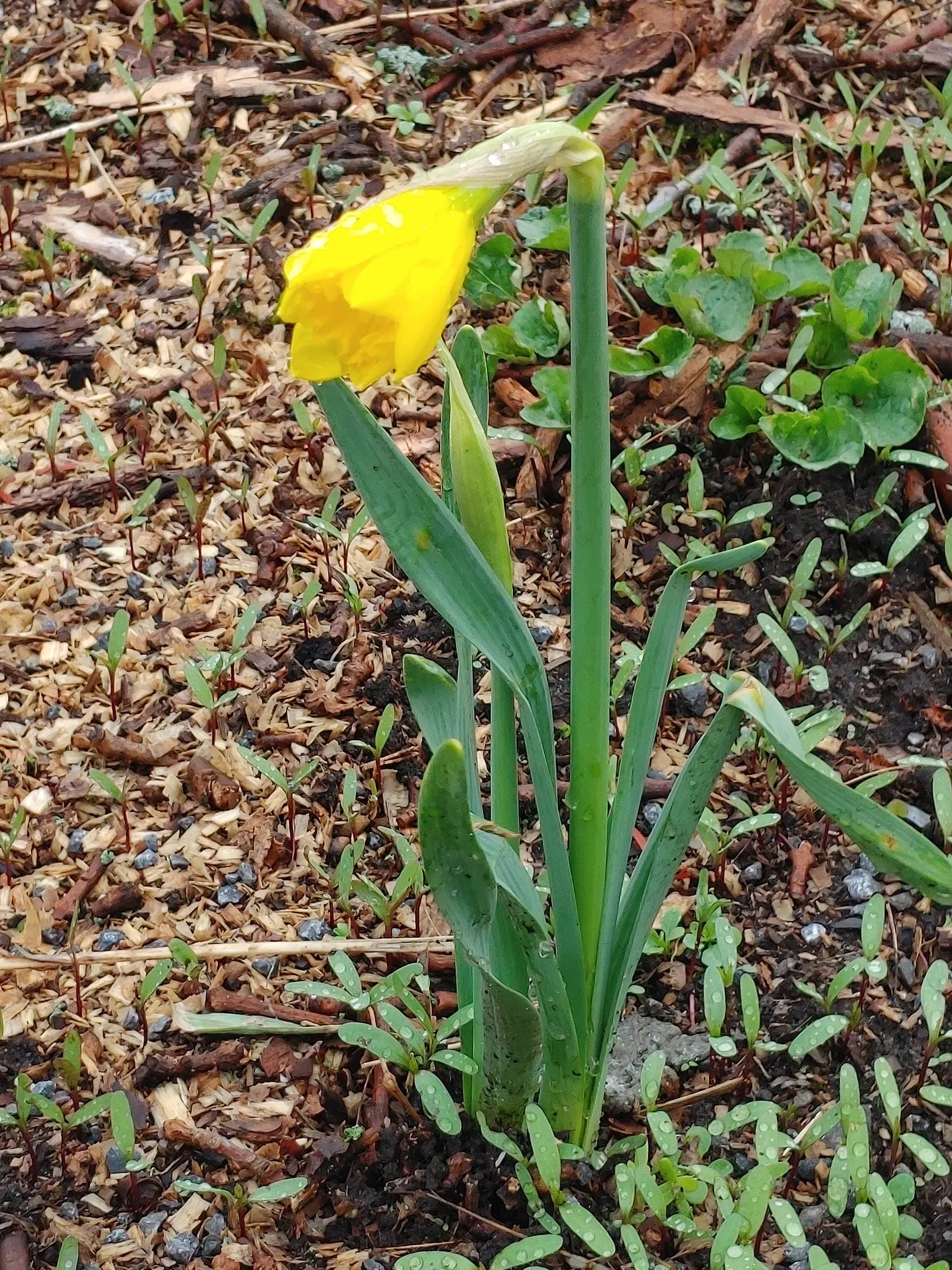 Yellow Dutch Master Daffodil (Narcissus 'Dutch Masters') — each approximately 4 inches across