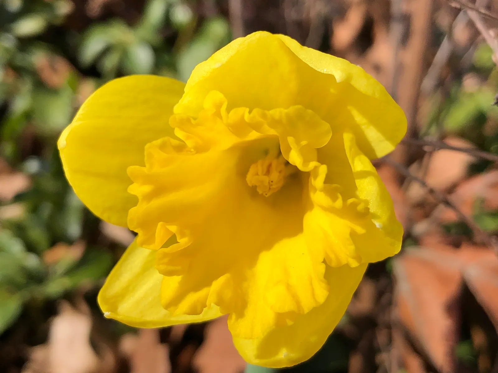 Yellow Dutch Master Daffodil (Narcissus 'Dutch Masters') — are borne singly atop sturdy