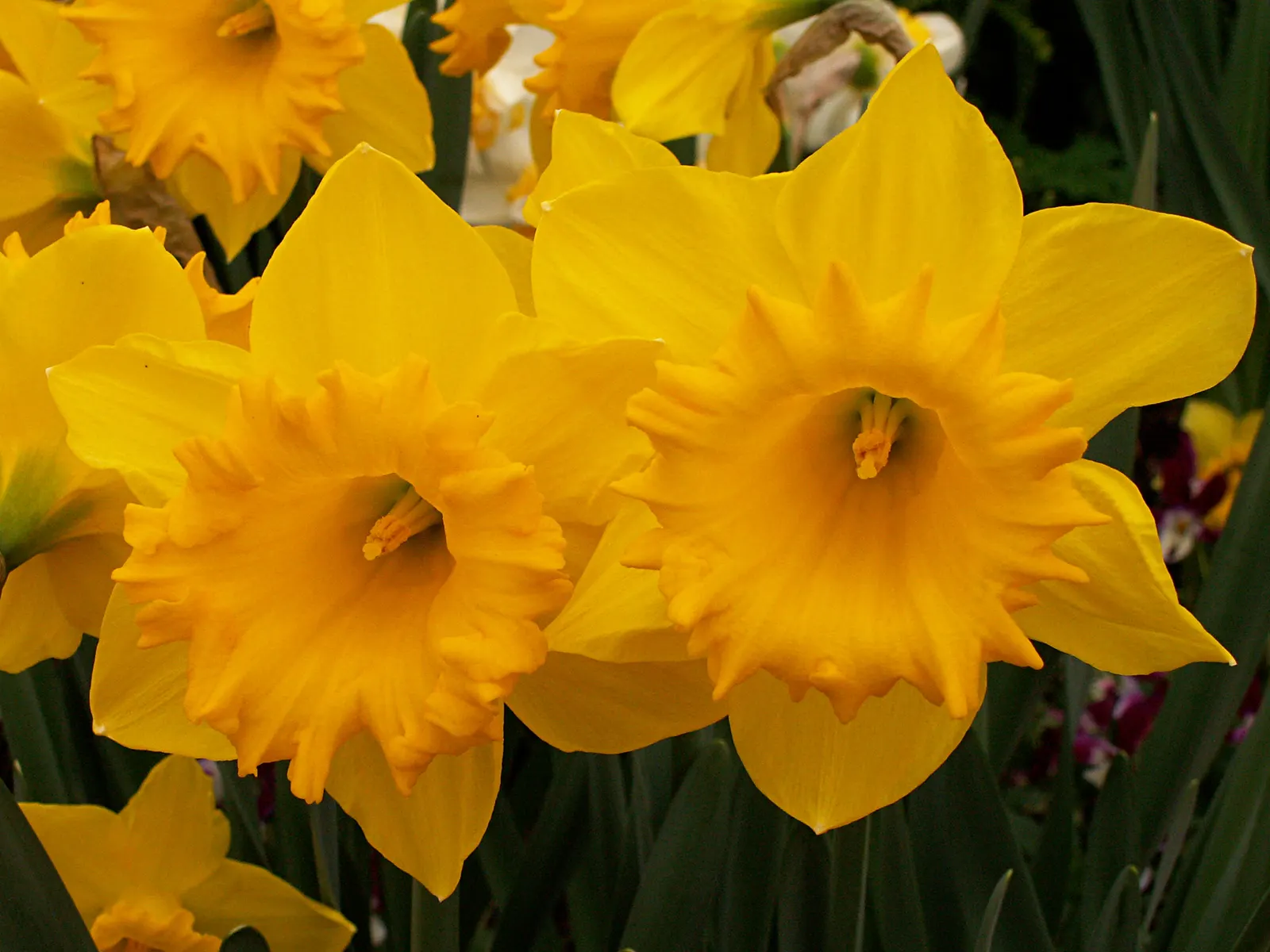 Yellow Dutch Master Daffodil (Narcissus 'Dutch Masters') — Dutch Masters are excellent for mass plantings and naturalizing